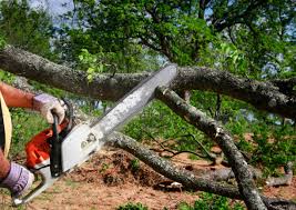 How Our Tree Care Process Works  in  Floris, VA