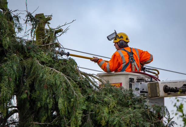 Floris, VA Tree Removal Services Company