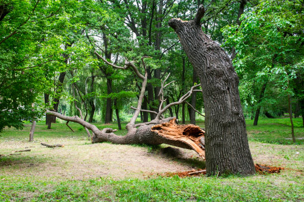 Best Commercial Tree Removal  in Floris, VA