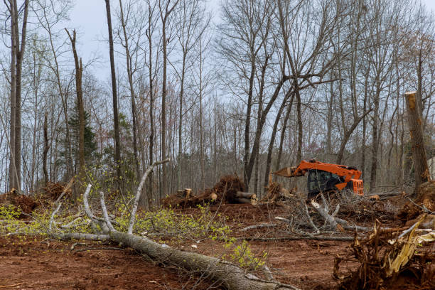 Best Storm Damage Tree Cleanup  in Floris, VA