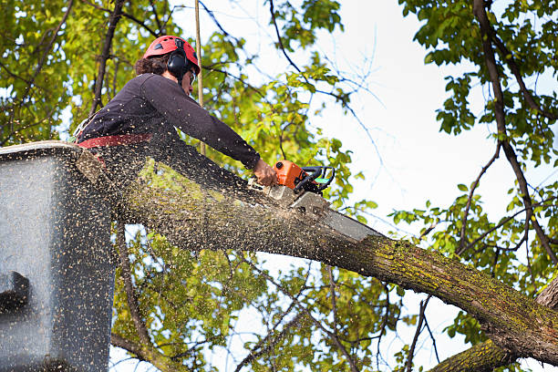 Best Tree Cabling and Bracing  in Floris, VA