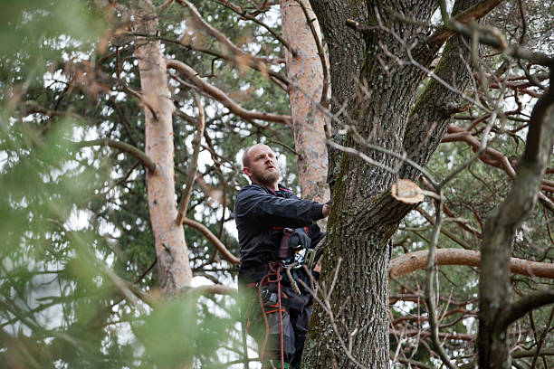 Best Tree Disease Treatment  in Floris, VA