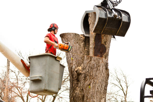 Best Tree Preservation Services  in Floris, VA